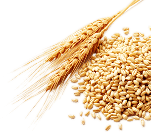 Rice Plant