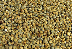 Silage Maize Seed